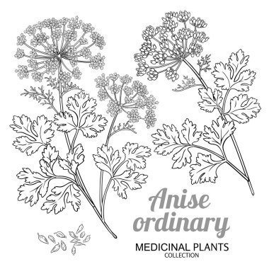 Çiçek ve Yaprak Tasvirli Anise Sıradan Bitkisi. Aromaterapi, sağlık ve alternatif tıp için temel yağ bileşeni. Tasarım veya dekorasyon için izole edilmiş vektör.