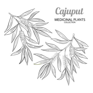 Çiçekler, Tohumlar ve Yapraklar Çizimi ile Cajuput Şubesi. Kozmetik, aromaterapi, sağlık, alternatif tıp için temel yağ bileşeni. Tasarım veya dekorasyon için izole edilmiş vektör.