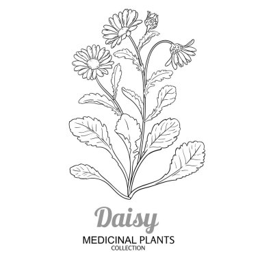 Çiçekler ve Yapraklar Çizimi ile Daisy Bitkisi. Kozmetik, spa, aromaterapi, sağlık ve alternatif tıp için temel yağ bileşeni. Tasarım veya dekorasyon için izole edilmiş vektör.