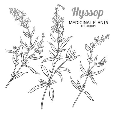 Çiçekli Hyssop Bitkisi ve Yaprak Tasviri. Kozmetik, spa, aromaterapi, sağlık ve alternatif tıp için temel yağ bileşeni. Tasarım veya dekorasyon için izole edilmiş vektör.
