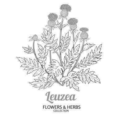 Çiçekli ve Yapraklı Leuzea Bitkisi Tasviri. Kozmetik, spa, aromaterapi, sağlık ve alternatif tıp için temel yağ bileşeni. Tasarım veya dekorasyon için izole edilmiş vektör.