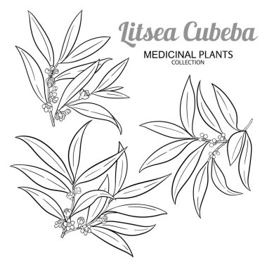 Çiçekli, böğürtlenli ve yapraklı Litsea Küba şubeleri. Aromaterapi, sağlık ve alternatif tıp için temel yağ bileşeni. Tasarım veya dekorasyon için izole edilmiş vektör.