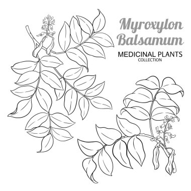 Çiçeklerle, Tohumlarla ve Yapraklarla Myroxylon Şubesi. Aromaterapi, sağlık ve alternatif tıp için temel yağ bileşeni. Tasarım veya dekorasyon için izole edilmiş vektör.