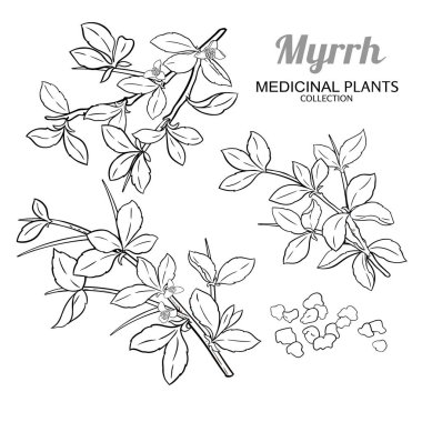Çiçekler ve Yapraklar Çizimi 'nden Myrrh Branch. Kozmetik, spa, aromaterapi, sağlık ve alternatif tıp için temel yağ bileşeni. Tasarım veya dekorasyon için izole edilmiş vektör.