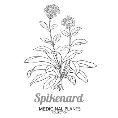 Çiçekli ve Yapraklı Spikenard Bitkisi Tasviri. Kozmetik, spa, aromaterapi, sağlık ve alternatif tıp için temel yağ bileşeni. Tasarım veya dekorasyon için izole edilmiş vektör.