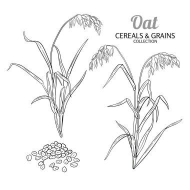 Tohum ve Yaprak Özeti İllüstrasyonlu Yulaf Bitkisi. Organik doğal besin maddeleri, vejetaryen diyet ürünleri. Tasarım veya dekorasyon için izole edilmiş vektör.