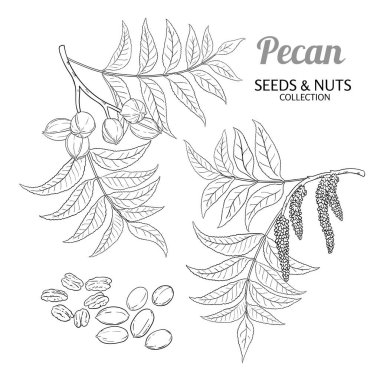 Çiçekler, Fındıklar ve Yapraklar Çizimi ile Ceviz Şubesi. Organik doğal besin maddeleri, vejetaryen diyet ürünleri. Tasarım veya dekorasyon için izole edilmiş vektör.