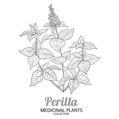Çiçekler ve Yapraklar Derlemeli Perilla Bitkisi. Kozmetik, spa, aromaterapi, sağlık ve alternatif tıp için temel yağ bileşeni. Tasarım veya dekorasyon için izole edilmiş vektör.