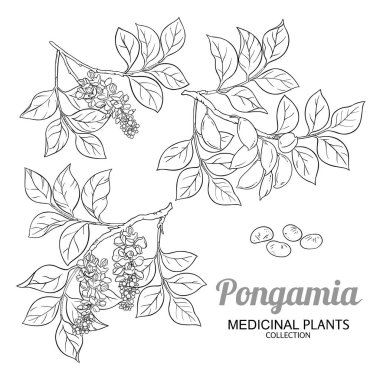 Çiçekler, Meyveler, Tohumlar ve Yapraklar Çizimi ile Pongamia Şubesi. Aromaterapi, sağlık ve alternatif tıp için temel yağ bileşeni. Tasarım veya dekorasyon için izole edilmiş vektör.