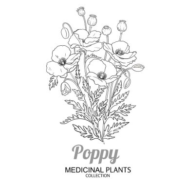Çiçekli ve Yapraklı Haşhaş Bitkisi Tasviri. Kozmetik, spa, aromaterapi, sağlık ve alternatif tıp için temel yağ bileşeni. Tasarım veya dekorasyon için izole edilmiş vektör.
