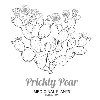 Çiçekli dikenli armut kaktüsü, Fruits Outline Illustration. Kozmetik, spa, aromaterapi, sağlık ve alternatif tıp için temel yağ bileşeni. Tasarım veya dekorasyon için izole edilmiş vektör.
