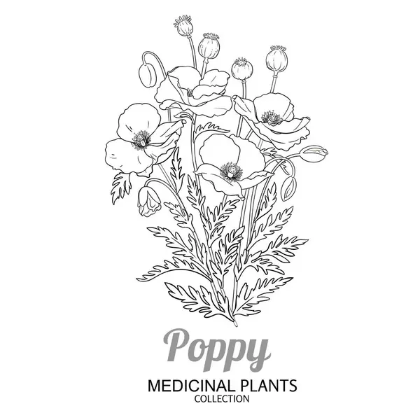 Çiçekli ve Yapraklı Haşhaş Bitkisi Tasviri. Kozmetik, spa, aromaterapi, sağlık ve alternatif tıp için temel yağ bileşeni. Tasarım veya dekorasyon için izole edilmiş vektör.