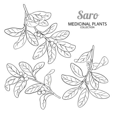 Çiçekler, Böğürtlenler ve Yapraklar Çizimi ile Saro Branch. Aromaterapi, sağlık ve alternatif tıp için temel yağ bileşeni. Tasarım veya dekorasyon için izole edilmiş vektör.