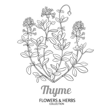 Çiçekli kekik bitkisi ve Yaprak Tasviri. Organik doğal besin maddeleri, vejetaryen diyet ürünleri. Tasarım veya dekorasyon için izole edilmiş vektör.