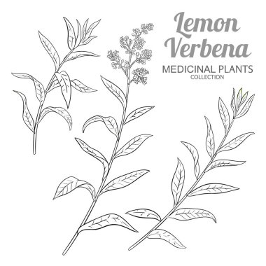 Çiçekler ve Yapraklar Çizimi 'nden Lemon Verbena Branch. Aromaterapi, sağlık ve alternatif tıp için temel yağ bileşeni. Tasarım veya dekorasyon için izole edilmiş vektör.