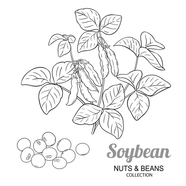 Kapsüllü, tohumlu ve yapraklı soya fasulyesi. Organik doğal besin maddeleri, vejetaryen diyet ürünleri. Tasarım veya dekorasyon için izole edilmiş vektör.
