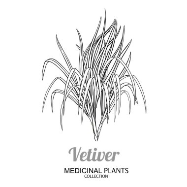 Vetiver Plant Taslak Çizimi. Kozmetik, spa, aromaterapi, sağlık ve alternatif tıp için temel yağ bileşeni. Tasarım veya dekorasyon için izole edilmiş vektör.