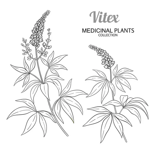 Çiçekli Vitex Bitkisi ve Ayrıntılı Çizim. Kozmetik, spa, aromaterapi, sağlık ve alternatif tıp için temel yağ bileşeni. Tasarım veya dekorasyon için izole edilmiş vektör.