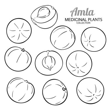 Amla Fruit Taslak Çizimi. Organik doğal besin maddeleri, vejetaryen diyet ürünleri. Tasarım veya dekorasyon için izole edilmiş vektör.