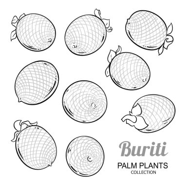 Buriti Fruit Set Taslak Çizimi. Organik doğal besin maddeleri, vejetaryen diyet ürünleri. Tasarım veya dekorasyon için izole edilmiş vektör.
