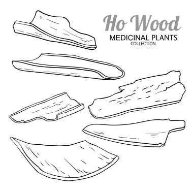 Ho Wood Taslak Çizimi. Kozmetik, spa, aromaterapi, sağlık ve alternatif tıp için temel yağ bileşeni. Tasarım veya dekorasyon için izole edilmiş vektör.