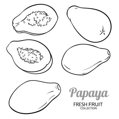 Papaya Fruits Set Outline Illustration. Organik doğal besin maddeleri, vejetaryen diyet ürünleri. Tasarım veya dekorasyon için izole edilmiş vektör.
