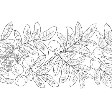 Çiçekler, Fındıklar ve Yapraklar ile Andiroba Şubesi Yatay Özetle Kusursuz Desen. Organik doğal besin maddeleri, vejetaryen diyet ürünleri. Tasarım veya dekorasyon için izole edilmiş vektör.