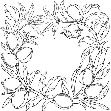 Ceviz ve Yaprak Çerçeveli Badem Şubesi. Organik doğal besin maddeleri, vejetaryen diyet ürünleri. Tasarım veya dekorasyon için izole edilmiş vektör.