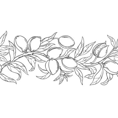 Ceviz ve Yaprak Dış Hatlar ile Badem Şubesi Yatay Kusursuz Desen. Organik doğal besin maddeleri, vejetaryen diyet ürünleri. Tasarım veya dekorasyon için izole edilmiş vektör.