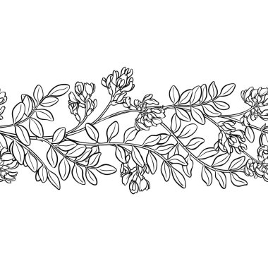 Çiçekler ve Yapraklar ile Astragalus Şubesi Yatay Şekilsiz Dış Hatlar. Tasarım veya dekorasyon için izole edilmiş vektör.