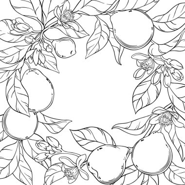 Çiçekler, Meyveler ve Yapraklar Çerçevesiyle Bergamot Şubesi. Organik doğal besin maddeleri, vejetaryen diyet ürünleri. Tasarım veya dekorasyon için izole edilmiş vektör.