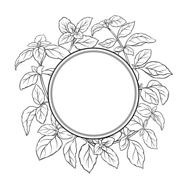 Basil Branch ve Leaves Outline Round Frame. Organik doğal besin maddeleri, vejetaryen diyet ürünleri. Tasarım veya dekorasyon için izole edilmiş vektör.