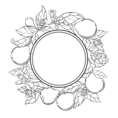 Çiçekler, Meyveler ve Yapraklar Yuvarlak Çerçeveli Bergamot Şubesi. Organik doğal besin maddeleri, vejetaryen diyet ürünleri. Tasarım veya dekorasyon için izole edilmiş vektör.