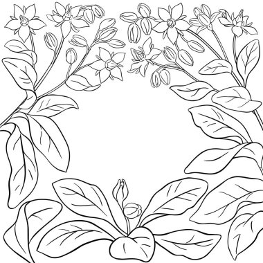 Çiçekler ve Ayrıntılar Çerçevesi 'nden Borago Şubesi. Tasarım veya dekorasyon için izole edilmiş vektör.