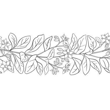 Çiçekler ve Yapraklar ile Borago Şubesi Yatay Kusursuz Desenli Dış Hatlar. Tasarım veya dekorasyon için izole edilmiş vektör.