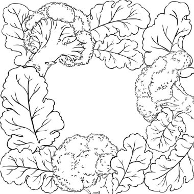 Brokoli Sebze Taslağı. Organik doğal besin maddeleri, vejetaryen diyet ürünleri. Tasarım veya dekorasyon için izole edilmiş vektör.