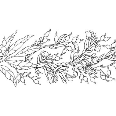 Çiçekler, Böğürtlenler ve Yapraklar ile Cardamon Branch Yatay Kusursuz Desen. Tasarım veya dekorasyon için izole edilmiş vektör.