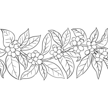 Çiçekli, Tohumlu ve Yapraklı Kahve Şubesi Yatay Şekilsiz Dış Hatlar. Tasarım veya dekorasyon için izole edilmiş vektör.