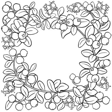 Çiçekli, dutlu ve yapraklı kızılcık dalı. Organik doğal besin maddeleri, vejetaryen diyet ürünleri. Tasarım veya dekorasyon için izole edilmiş vektör.