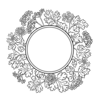 Çiçekler, Tohumlar ve Yapraklar Yuvarlak Çerçeveli Kişniş Şubesi. Organik doğal besin maddeleri, vejetaryen diyet ürünleri. Tasarım veya dekorasyon için izole edilmiş vektör.