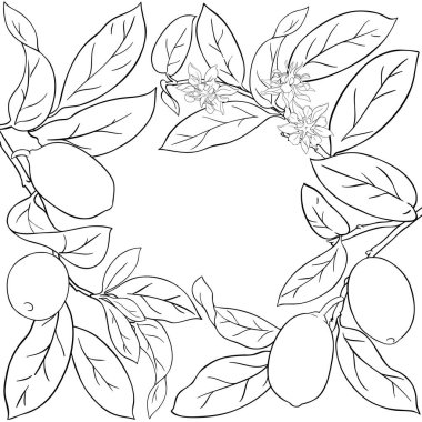Çiçekler, Fruits ve Leaves Outline Frame ile Cupuacu Şubesi. Organik doğal besin maddeleri, vejetaryen diyet ürünleri. Tasarım veya dekorasyon için izole edilmiş vektör.