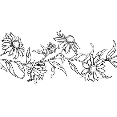 Çiçekli ve Yapraklı Ekinezya Bitkisi Yatay Şekilsiz Dış Hatlar. Tasarım veya dekorasyon için izole edilmiş vektör.