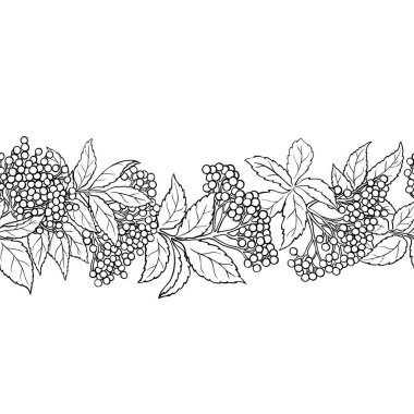 Böğürtlenli ve Yapraklı Mürver Şubesi Yatay Şekilsiz Dış Hatlar. Tasarım veya dekorasyon için izole edilmiş vektör.