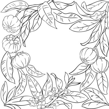 Fruits and Leaves Frame ile Garcinia Branch. Organik doğal besin maddeleri, vejetaryen diyet ürünleri. Tasarım veya dekorasyon için izole edilmiş vektör.