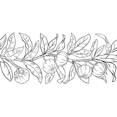 Meyve ve Yaprakları ile Garcinia Branch Yatay Yatay Desensiz Desen. Organik doğal besin maddeleri, vejetaryen diyet ürünleri. Tasarım veya dekorasyon için izole edilmiş vektör.