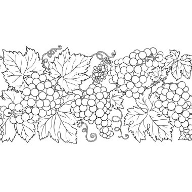 Çiçekli Üzüm Dalları, Çilekler ve Yapraklar Yatay Şekilsiz Çizgiler. Organik doğal besin maddeleri, vejetaryen diyet ürünleri. Tasarım veya dekorasyon için izole edilmiş vektör.