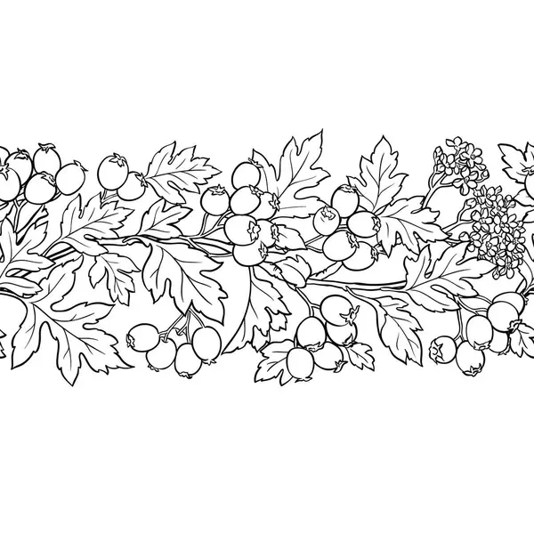 Çiçekler, Böğürtlenler ve Yapraklar ile Hawthorn Branch Yatay Kusursuz Desen. Tasarım veya dekorasyon için izole edilmiş vektör.