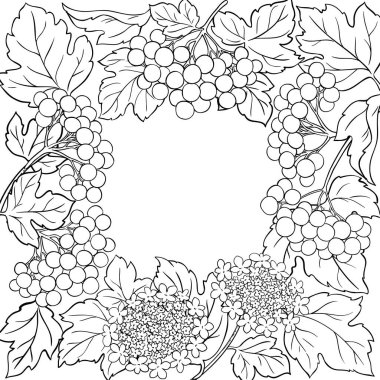 Çiçekler, Böğürtlenler ve Yapraklar Çerçevesiyle Guelder Rose Branch. Organik doğal besin maddeleri, vejetaryen diyet ürünleri. Tasarım veya dekorasyon için izole edilmiş vektör.