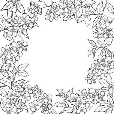 Jasmine Branch, Flowers ve Leaves Outline Frame 'den. Kozmetik, spa, aromaterapi, sağlık ve alternatif tıp için temel yağ bileşeni. Tasarım veya dekorasyon için izole edilmiş vektör.