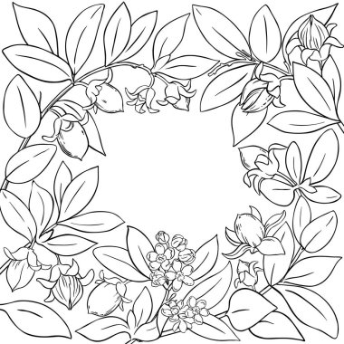 Çiçekler, Fındıklar ve Yapraklar Çerçeveli Jojoba Şubesi. Kozmetik, spa, aromaterapi, sağlık ve alternatif tıp için temel yağ bileşeni. Tasarım veya dekorasyon için izole edilmiş vektör.